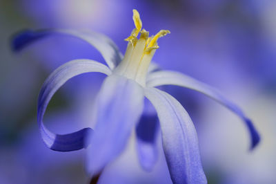 Close-up of purple flowering plant