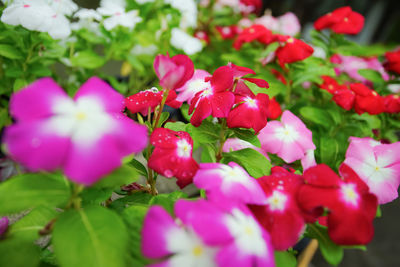 Close-up of pink flowering plants