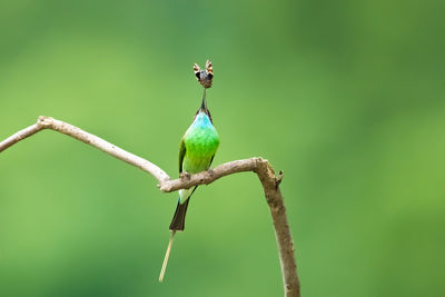 Close-up of bird perching on branch