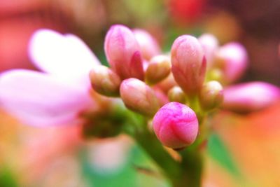 Close-up of pink flowering plant