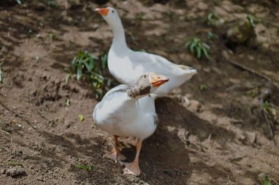 Close-up of bird perching on ground