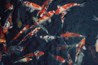 High angle view of koi carps swimming in pond