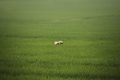  a lone farmer checking the rice paddy in the early foggy morning in ninh binh, vietnam