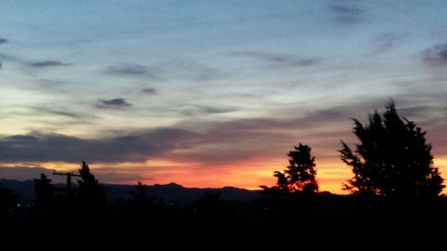 Silhouette of trees at sunset