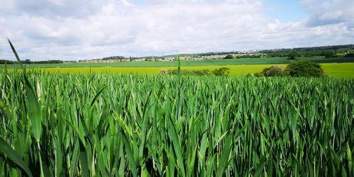 Scenic view of agricultural field against sky