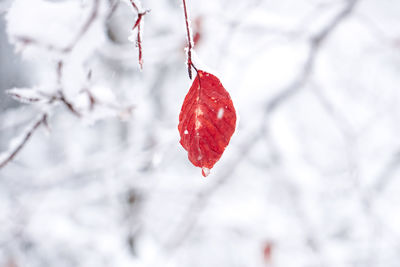 Close-up of frozen red berries on tree