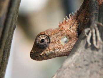 Close-up of a lizard