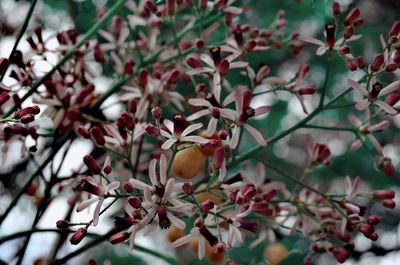 Close-up of apple on tree