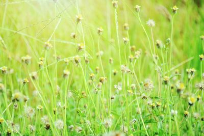 Close-up of flowering plants on field