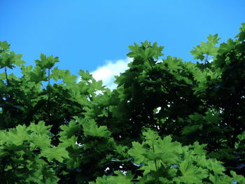 Green plants against clear sky