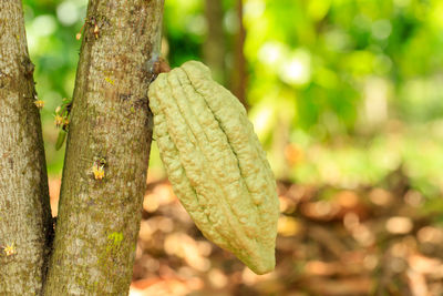 Close-up of leaves on tree trunk in forest