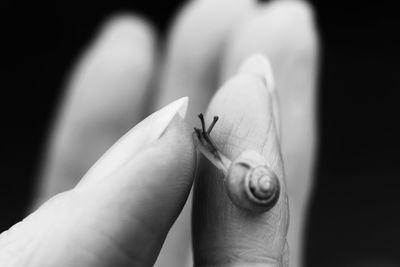 Cropped image of hand holding snail