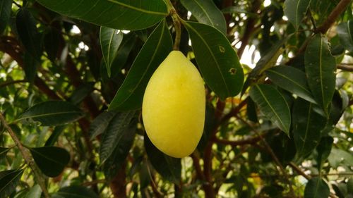 Close-up of fruit growing on tree