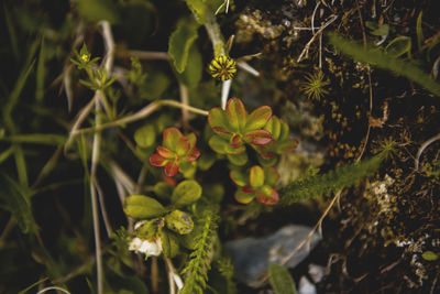 Close-up of flowers blooming outdoors