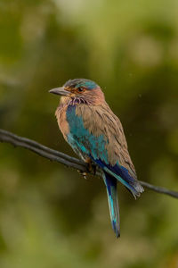 Close-up of bird perching on branch