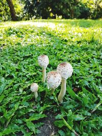 Close-up of plants growing on field