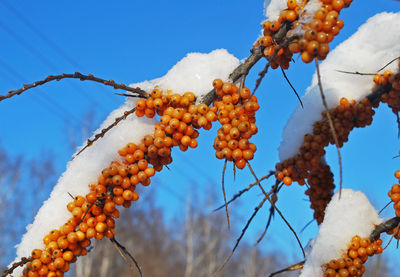 Low angle view of fruits on tree against sky