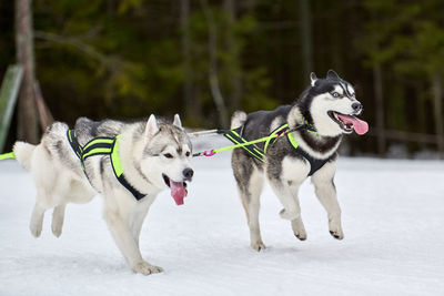 Running husky dogs on sled dog racing. winter dog sport sled team competition. husky dogs in harness