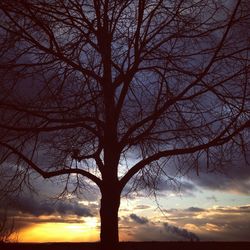 Silhouette of bare trees at sunset