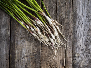 High angle view of scallions on wood paneling