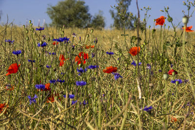 View of flowers blooming in field