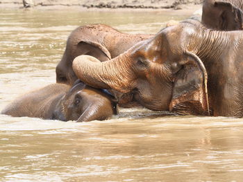 Elephant in river