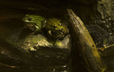 Close-up of snake on rock at night