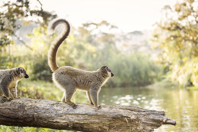 Giraffe in a lake