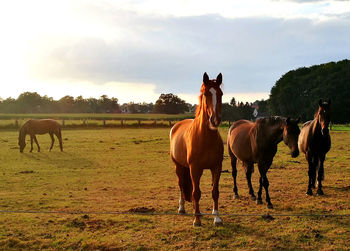 Brown horses on field