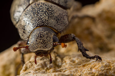 May beetle in details