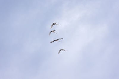 Low angle view of birds flying in sky