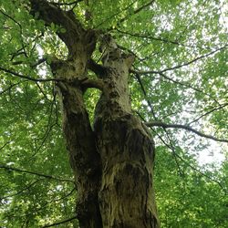 Low angle view of tree trunk in forest