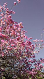 Low angle view of pink cherry blossom against sky