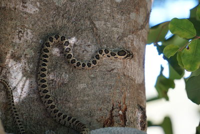 Close-up of snake on tree trunk 