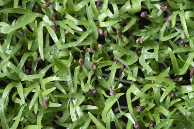 Full frame shot of chopped plants