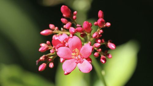 Close-up of pink flowering plant