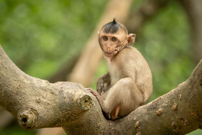 Baby long-tailed macaque on branch faces camera