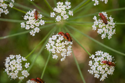 Close-up of insect on white flowers