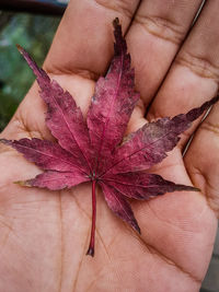 Close-up of hand holding maple leaves