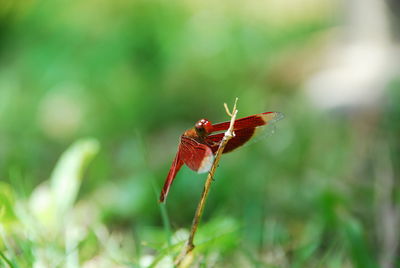 Close-up of insect on grass