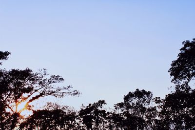 Low angle view of trees against blue sky