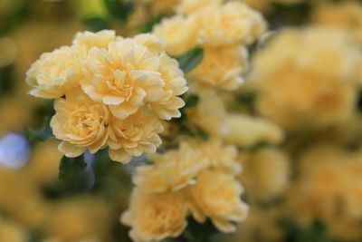 Close-up of yellow flowering plant