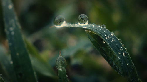 Close-up of wet plant leaves during rainy season