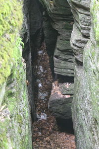 View of tree trunk