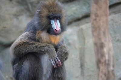 Monkey looking away in zoo