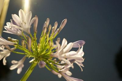 Close-up of white flowers