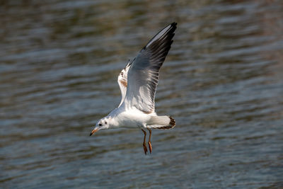 Seagull flying above a bird