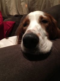 Close-up portrait of a dog