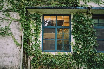 Ivy growing on house window