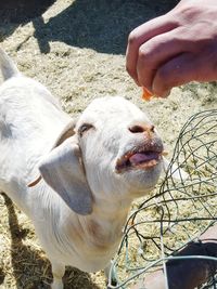 Close-up of hand feeding a goat a tomato